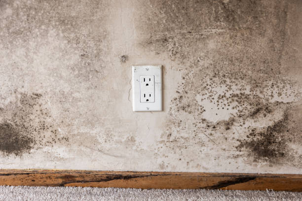 Asbestos and Lead Testing During Mold Inspection in Cooperstown, NY